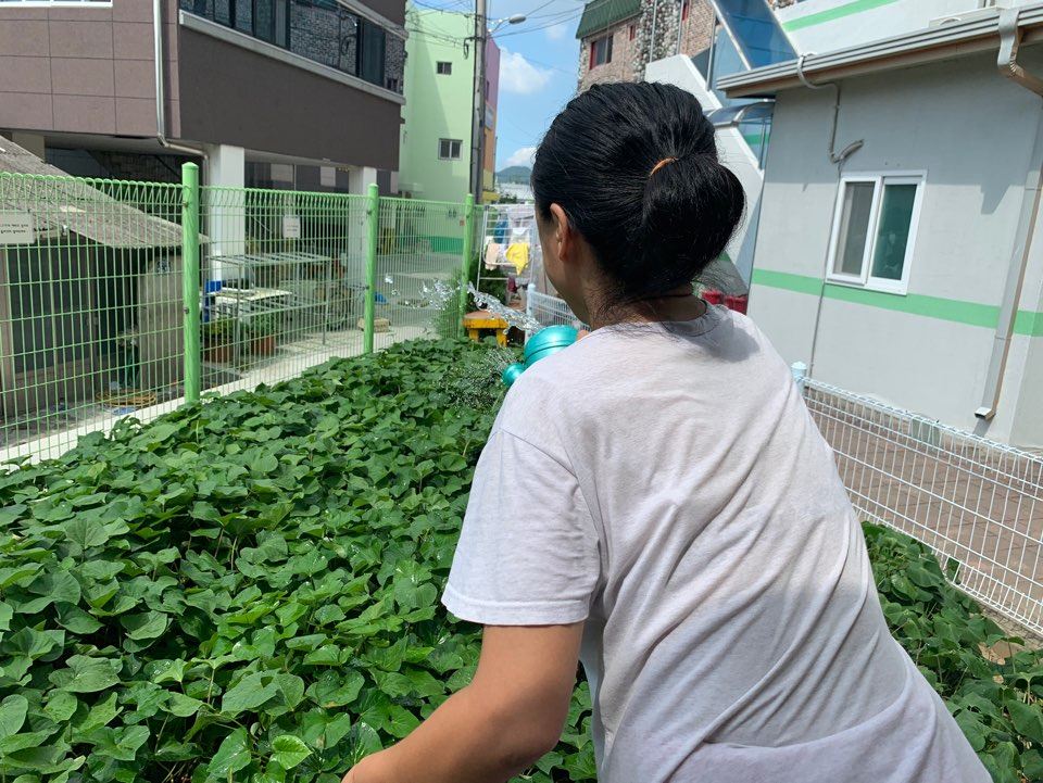 고구마밭에 물을 주고 있는 이용고객의 모습