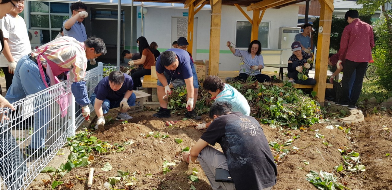 주간보호센터 고구마 캐기 및 고구마 줄기 따기 활동