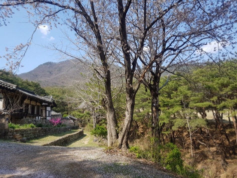 4월 사진교실(하절마을 영천댐 벚꽃길)