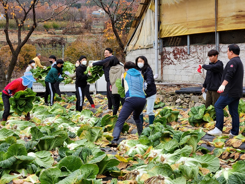 농촌 일손 돕기(김장배추 수확 작업)