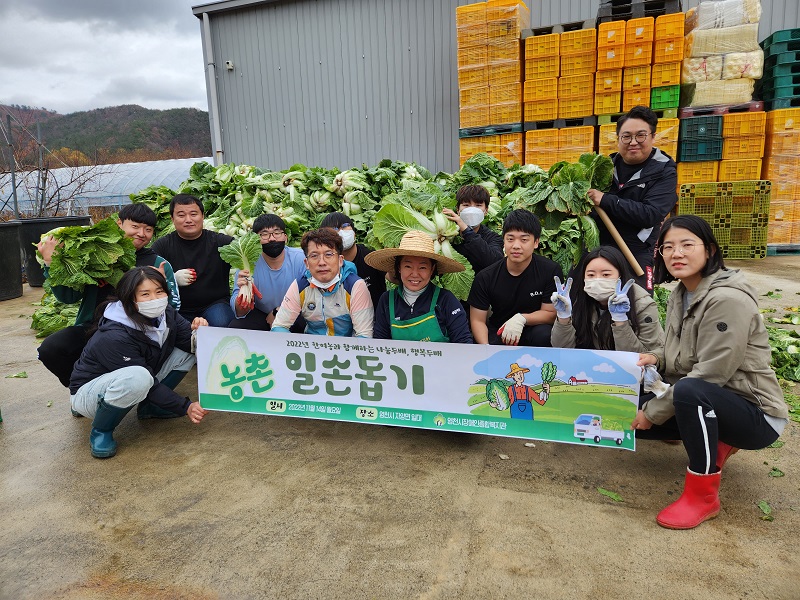 농촌 일손 돕기(김장배추 수확 작업)