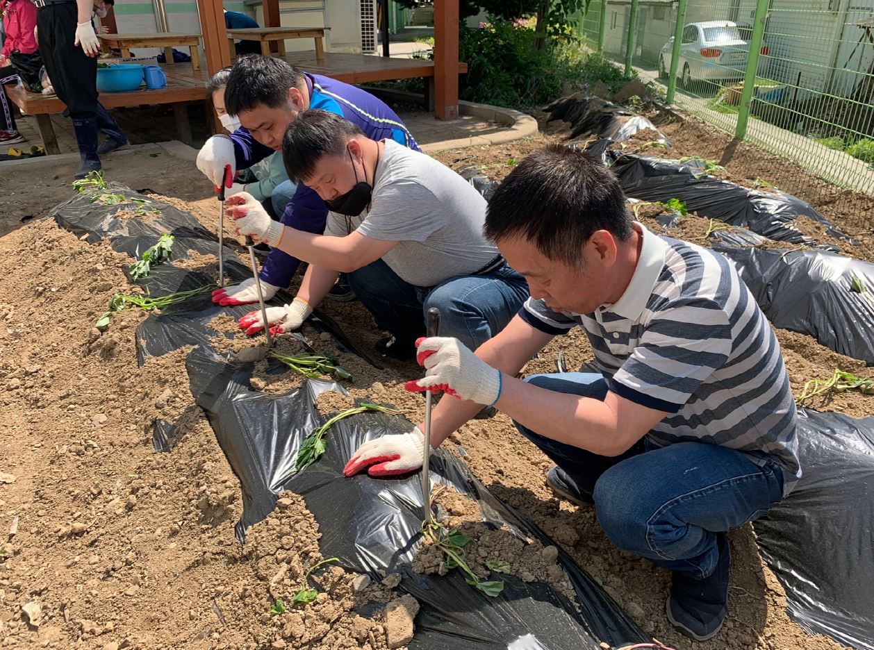 고구마, 방울토마토 모종심기