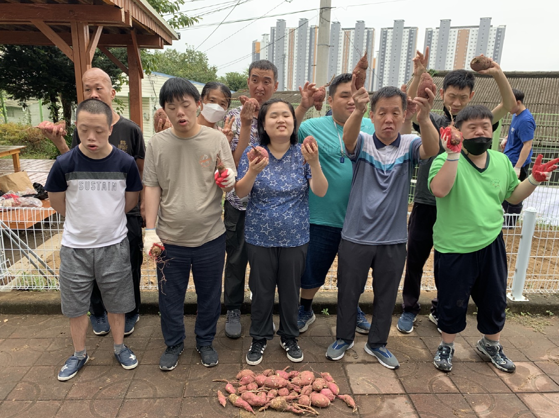 고구마 수확